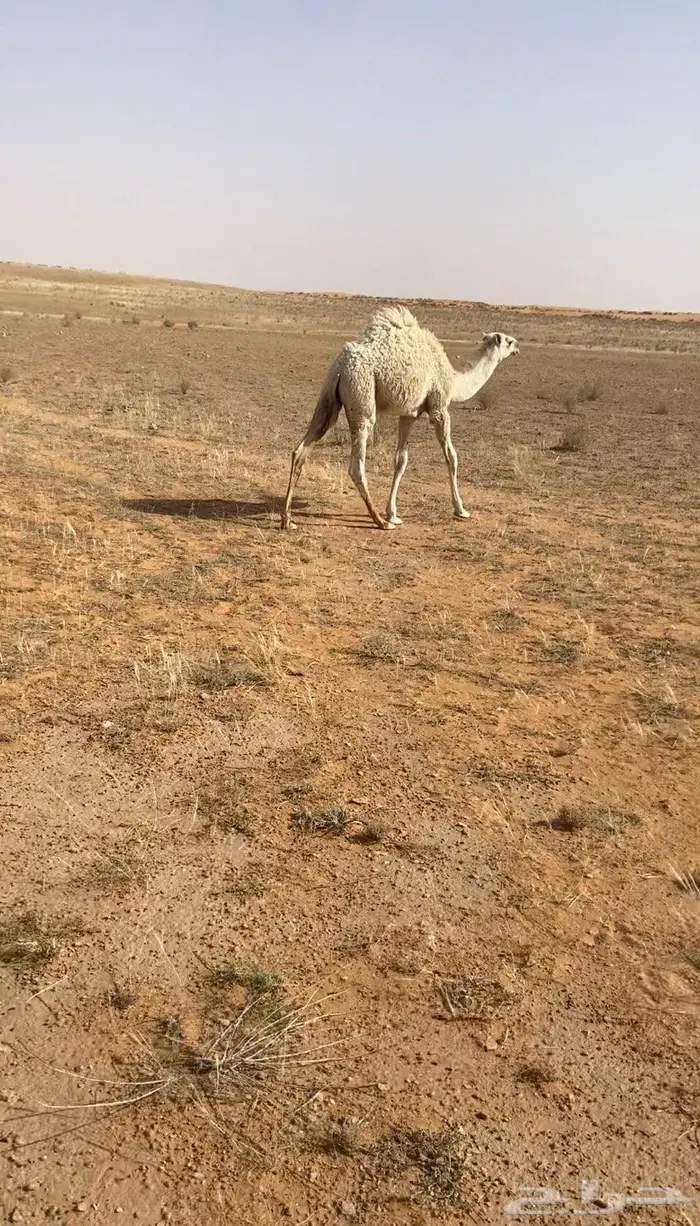 للبيع قعدان ثنين العمار 6شهور 0
