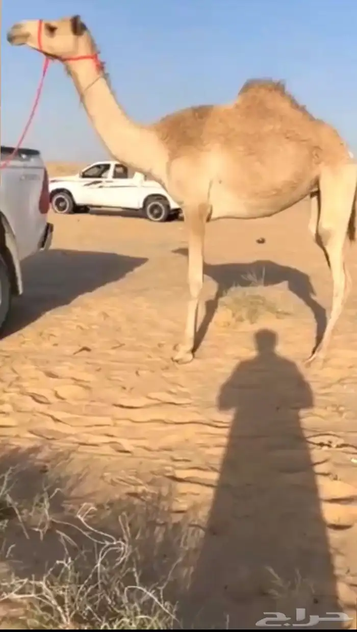 لقيه هجن شكل وسلاله تم اللبيع 0