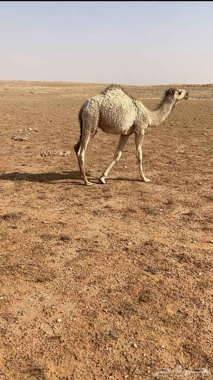للبيع قعدان ثنين العمار 6شهور 1