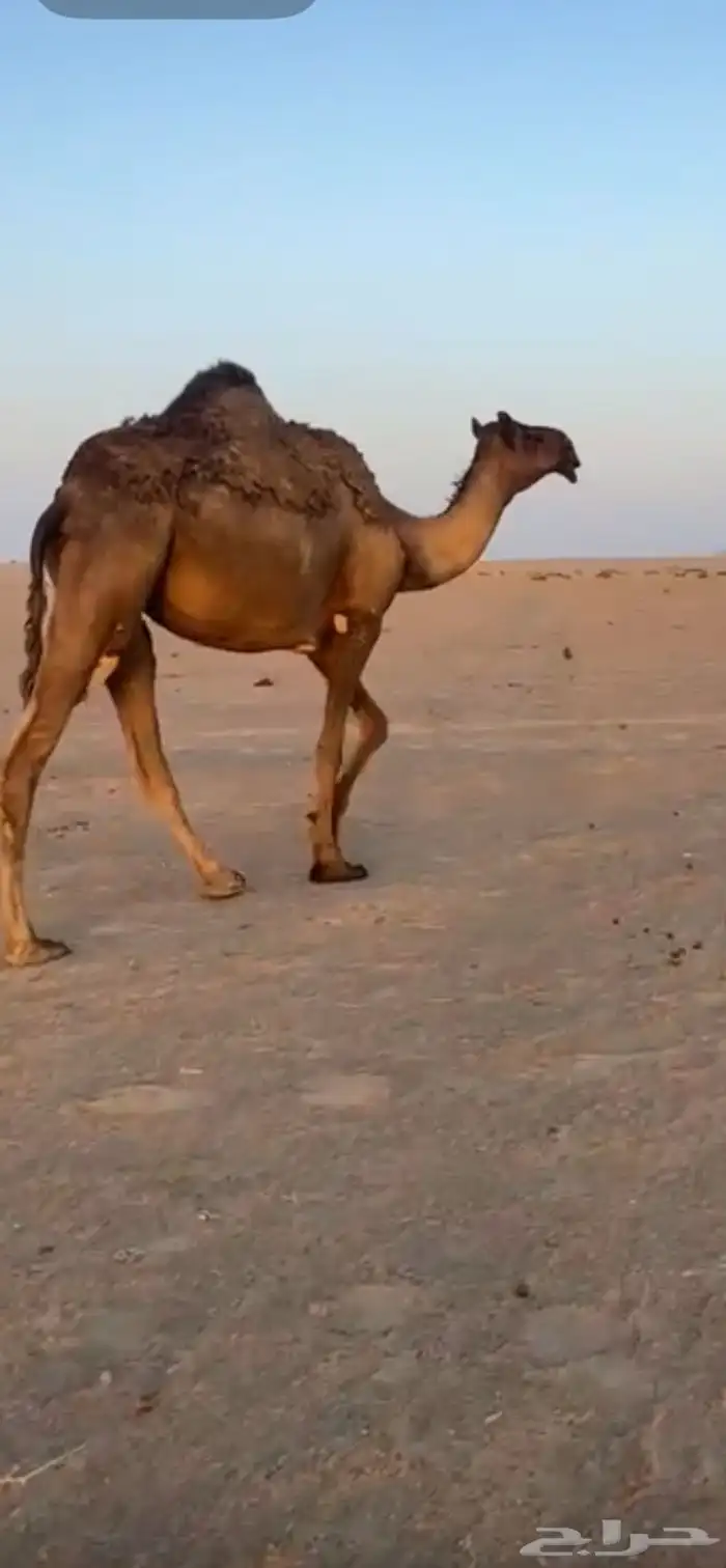 سلم عليكم ورحمة وبركاته عندي بكره علا جميع اشروط مجهم 2