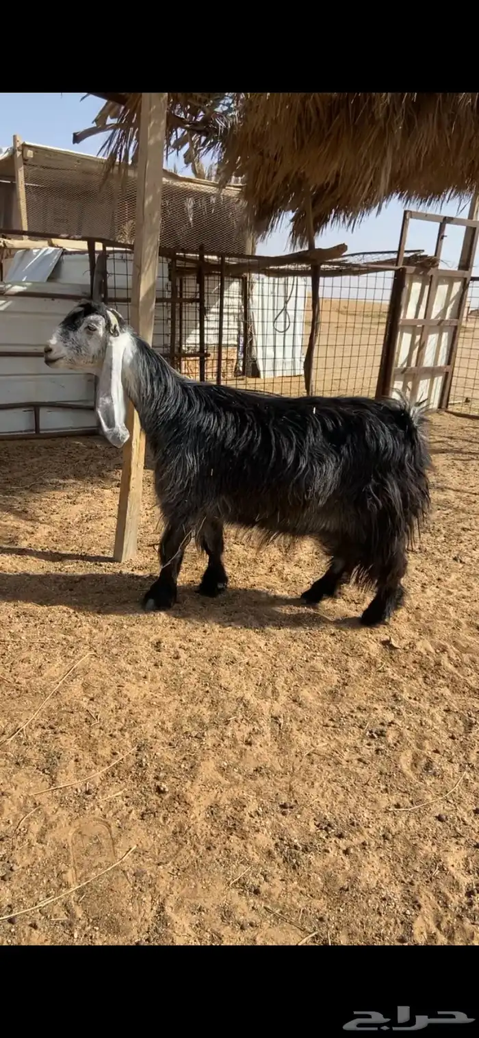 عارضيه صنف 1