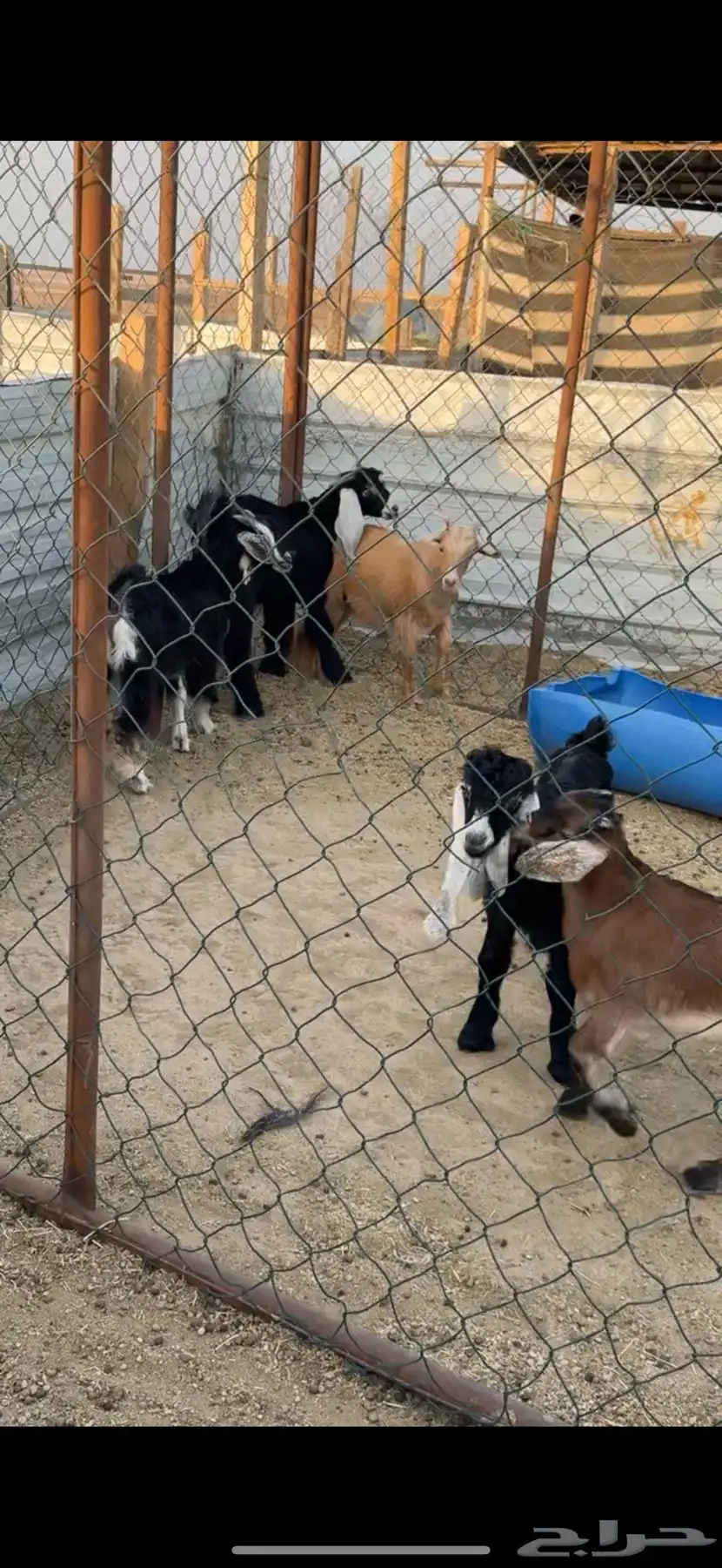 تيوس للبيع 1