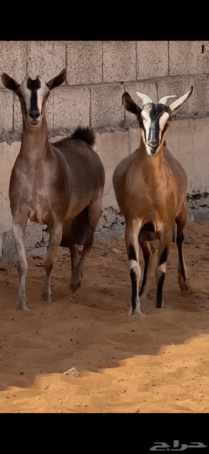 عنزين لون الصيد صنف حليب   المزاحمية 4
