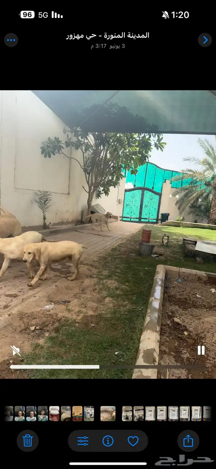 جراوي ابلادور جولد 1
