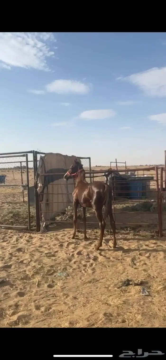 مهر شعبي 1