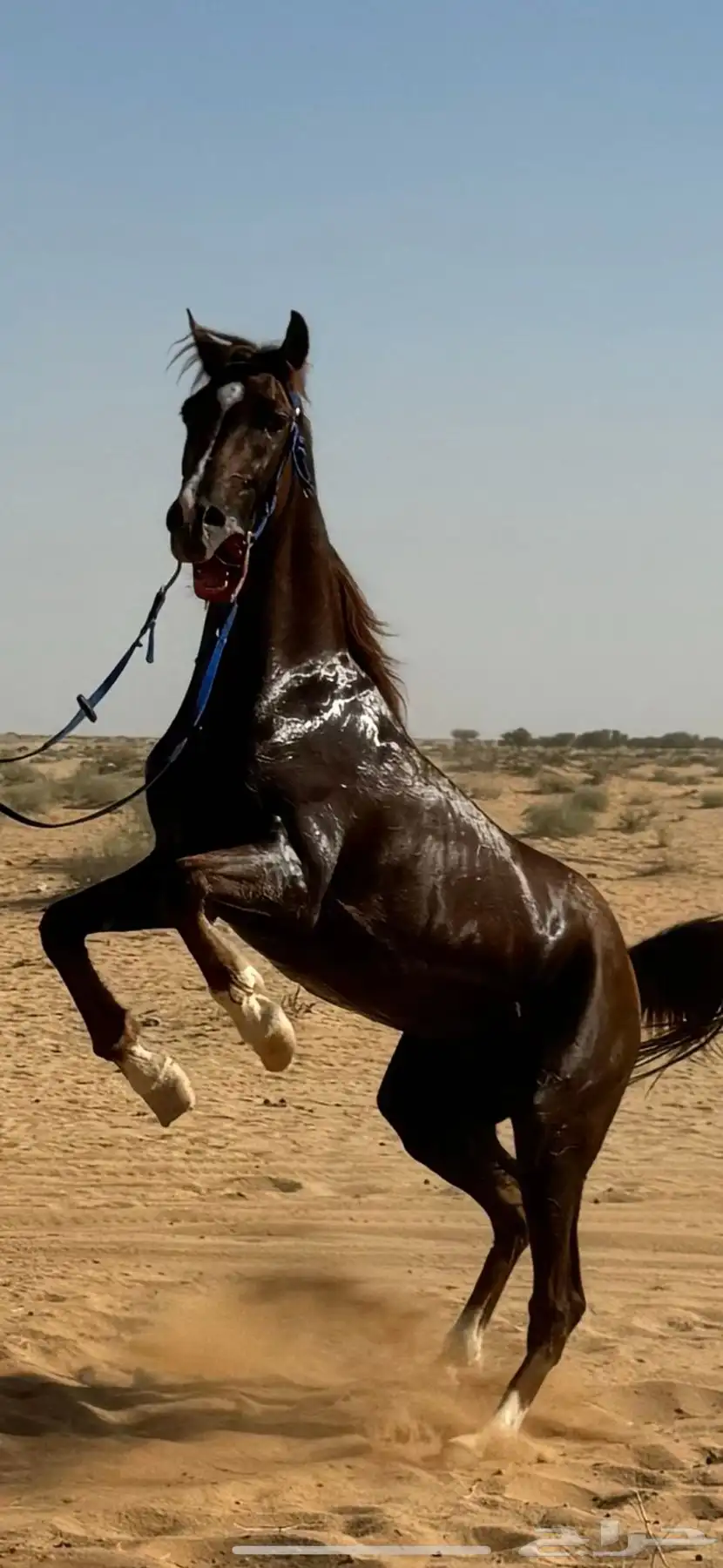 حصان شعبي العمر 6 سنوات مدهون وتر 0