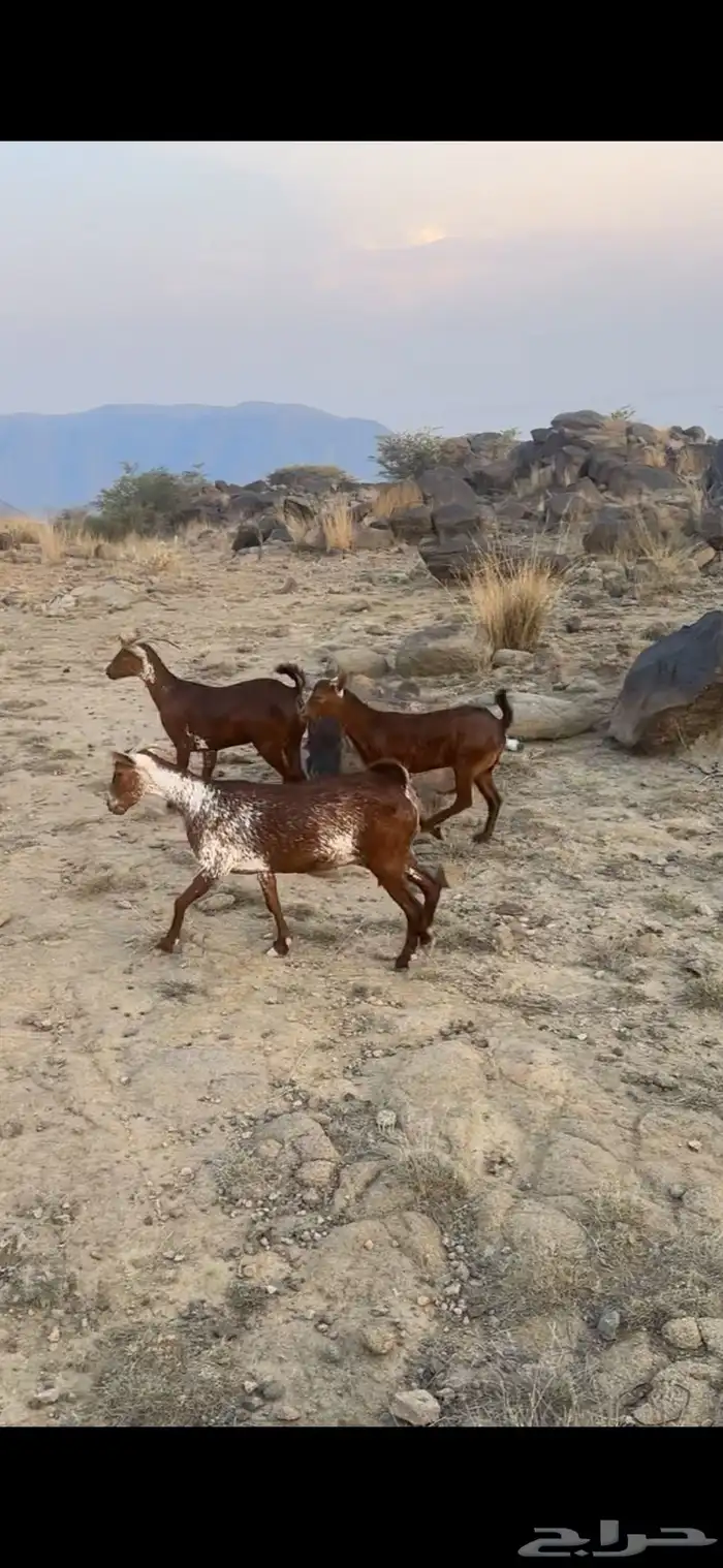 معزا وشح دفع 2