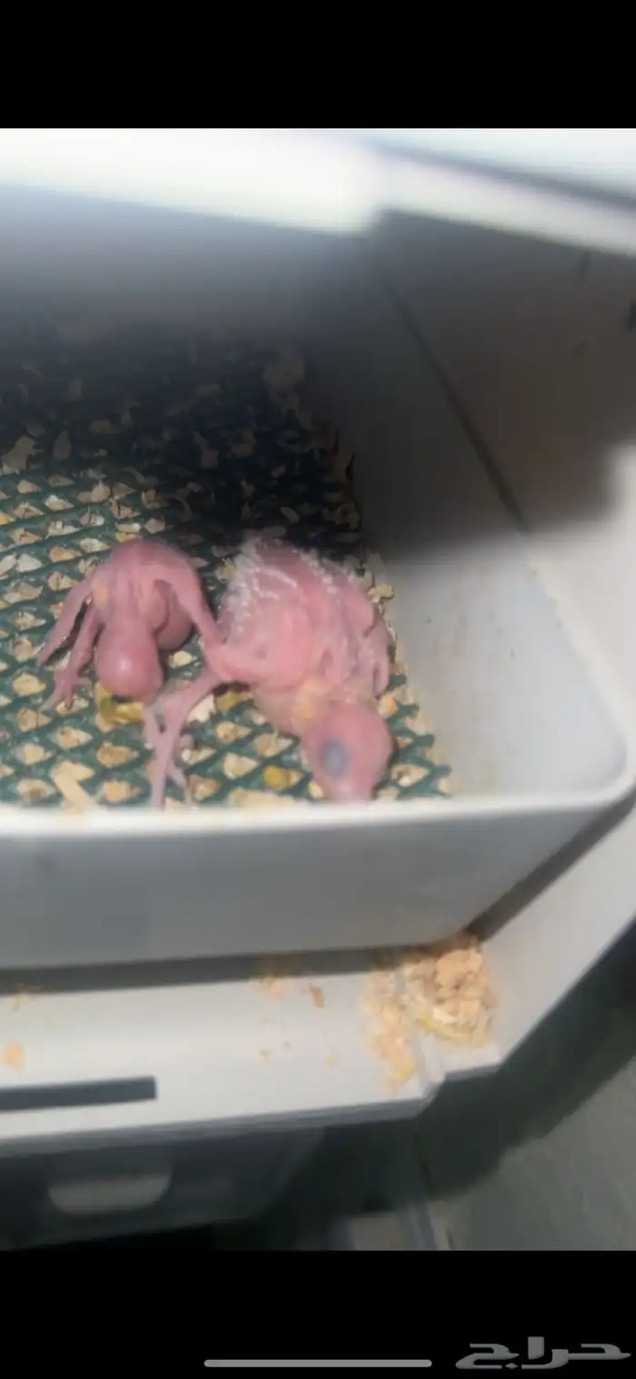 مشروع كامل متكامل ببغاء طيور حب هوقوات تصنيفات ومواصفات 14