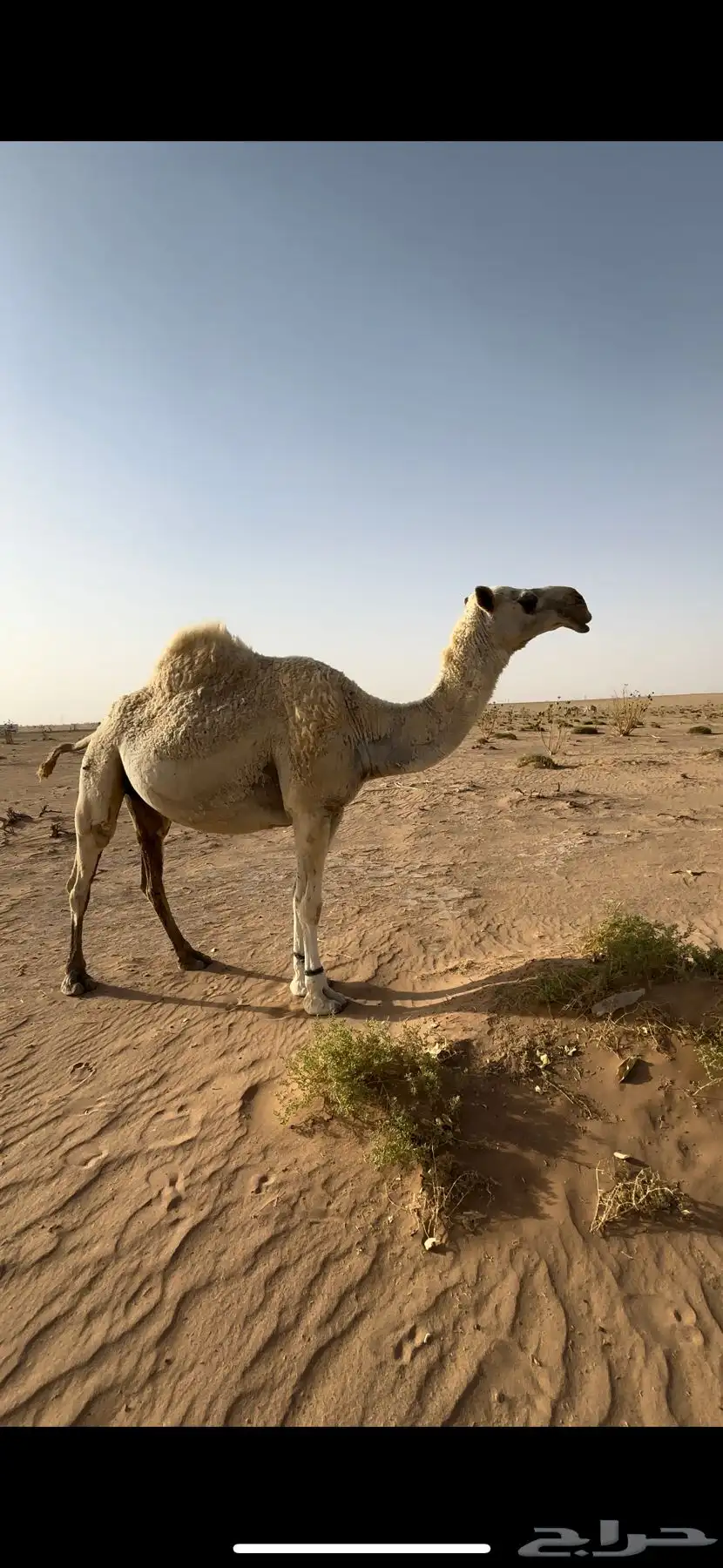 للبيع ناقه كفو عونيه لقحه 0
