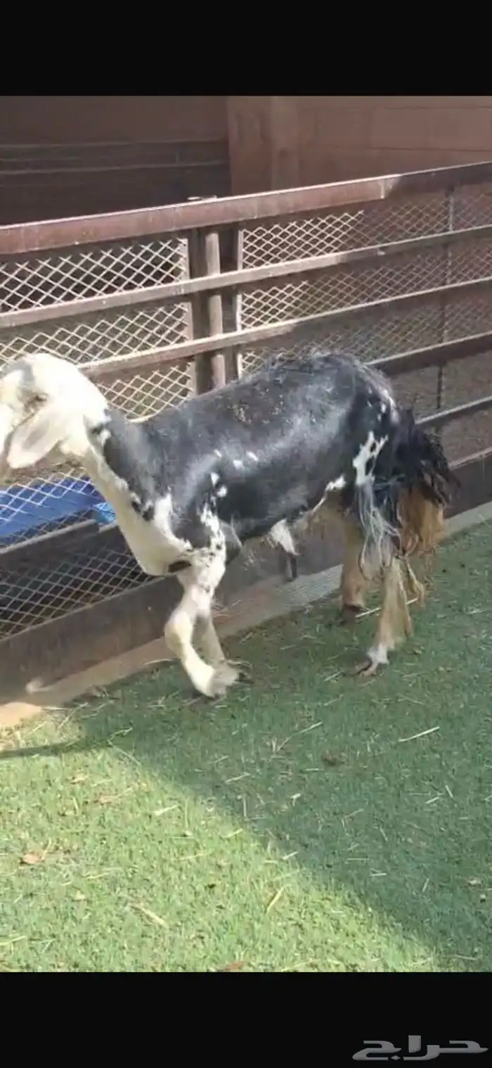 رخال نعيم و وحده نجديه 4
