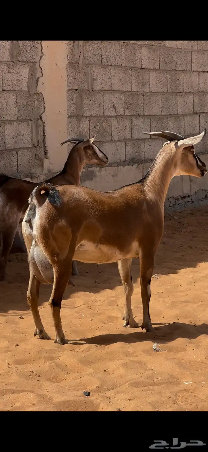 عنزين لون الصيد صنف حليب   المزاحمية 0