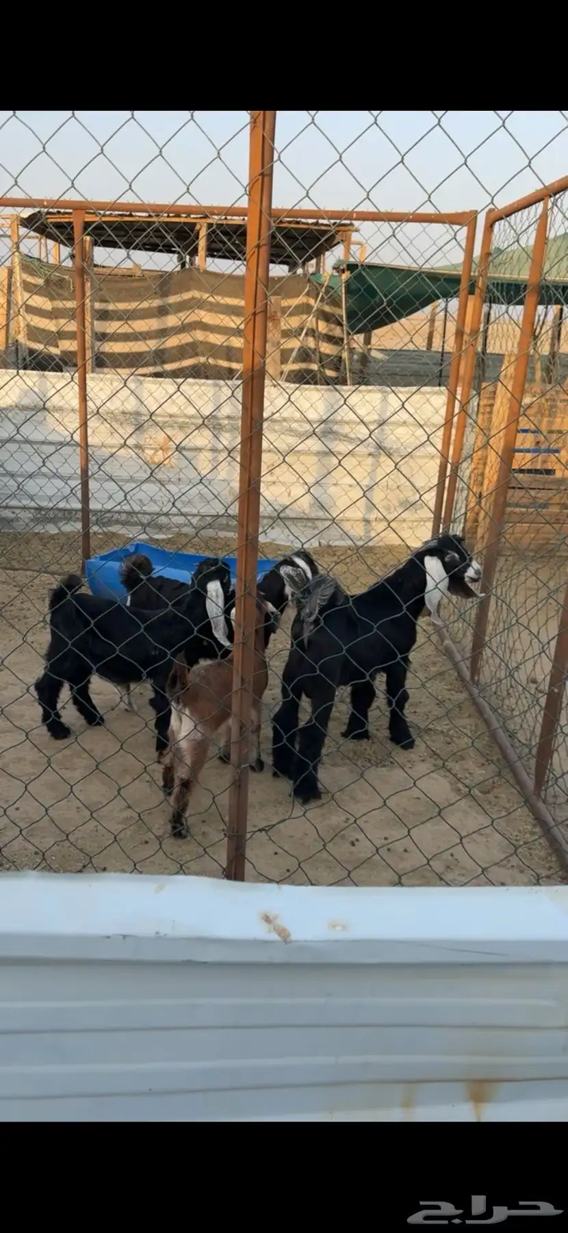 تيوس للبيع 0