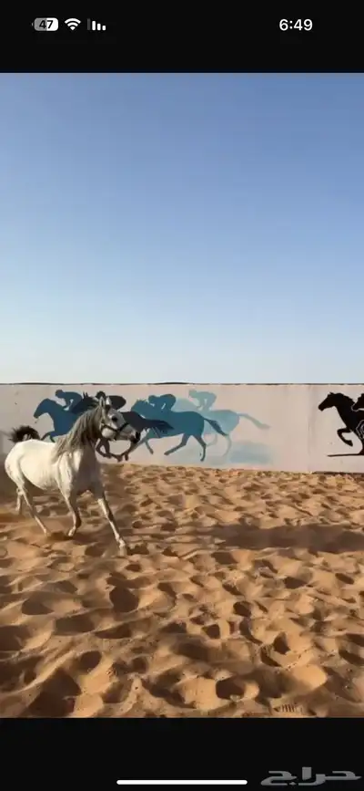 فرس واهو مكس تمتلك دماء ابن العالمي مروان الشقب 4