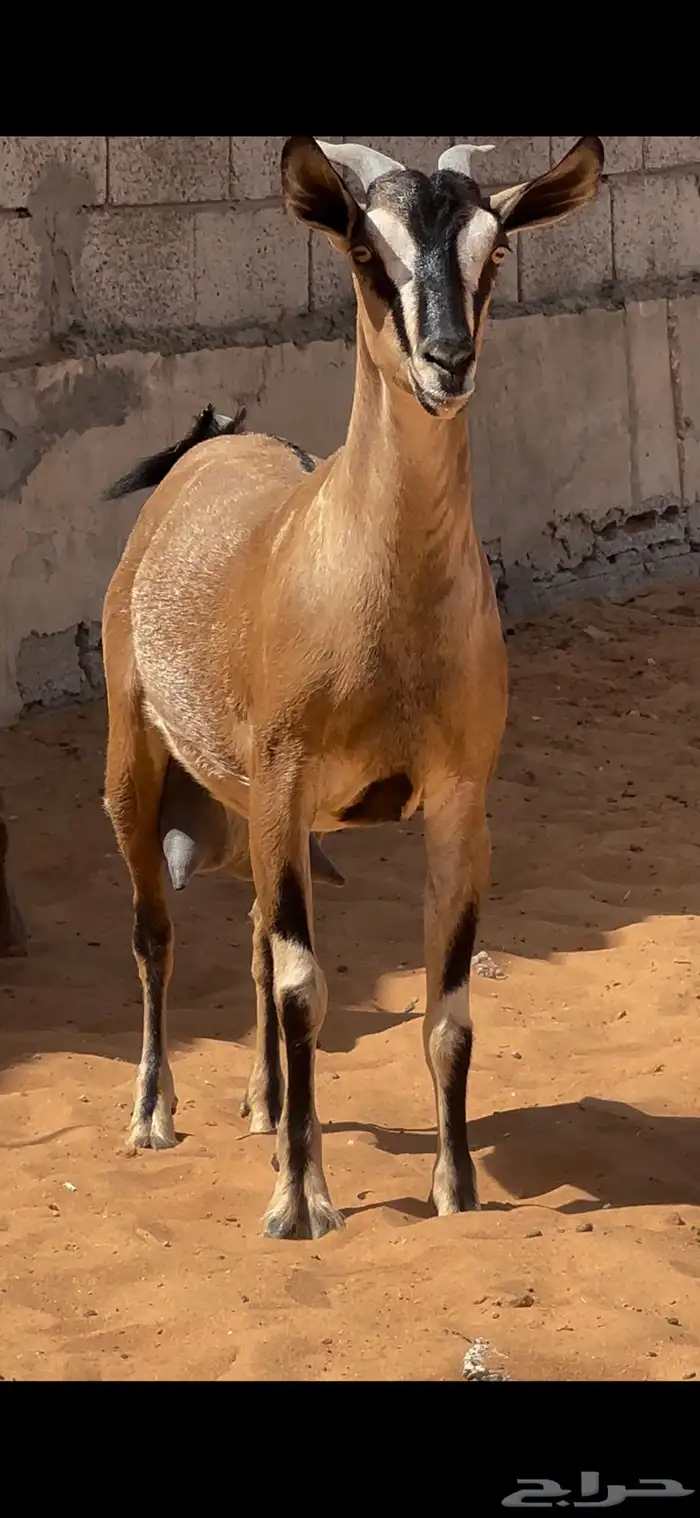 عنزين لون الصيد صنف حليب   المزاحمية 2