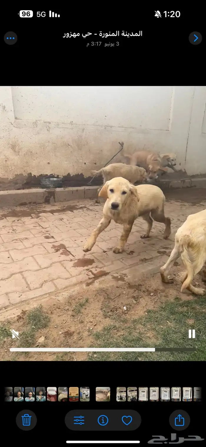 جراوي ابلادور جولد 0