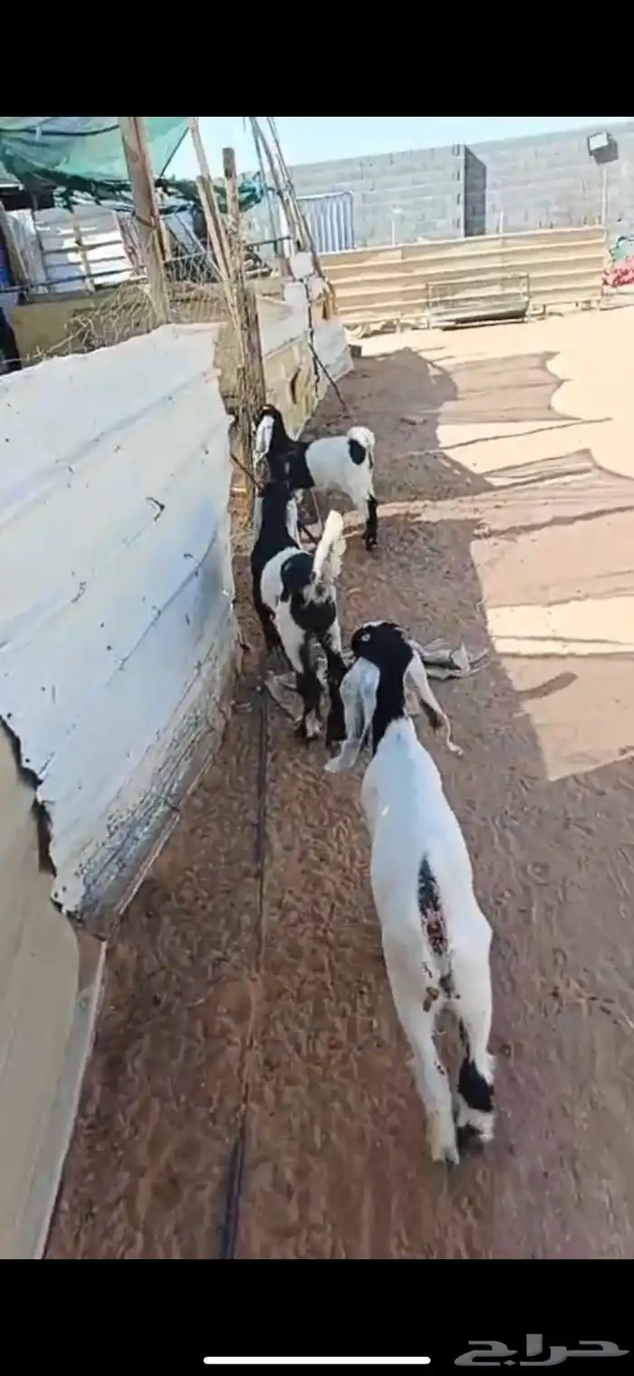 ذبائح تيوس و جفار على حليب أمهاتها 1