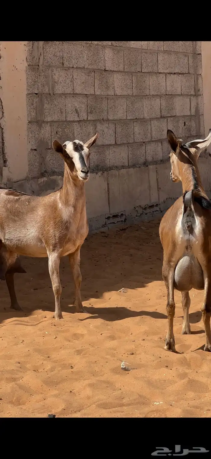 عنزين لون الصيد صنف حليب   المزاحمية 3