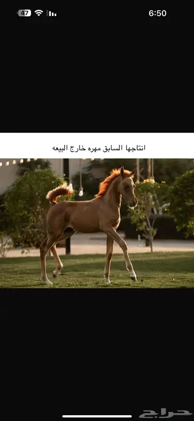 فرس واهو مكس تمتلك دماء ابن العالمي مروان الشقب 8