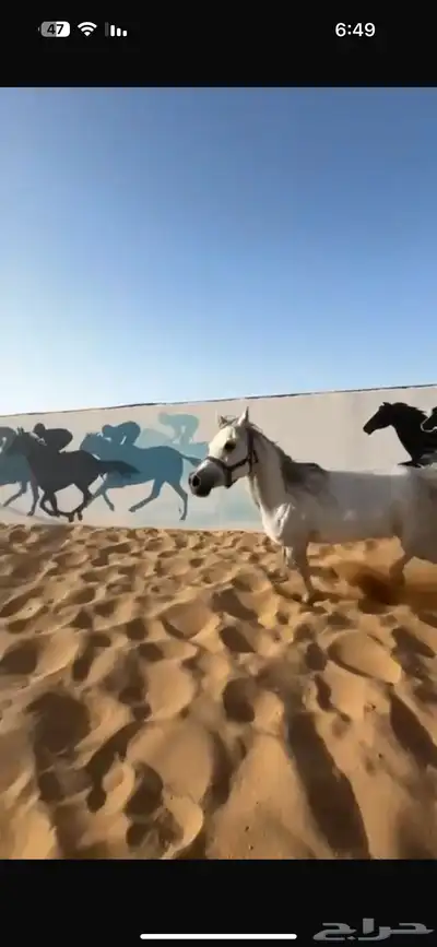 فرس واهو مكس تمتلك دماء ابن العالمي مروان الشقب 3