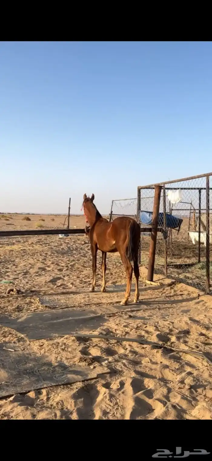 مهر شعبي 0