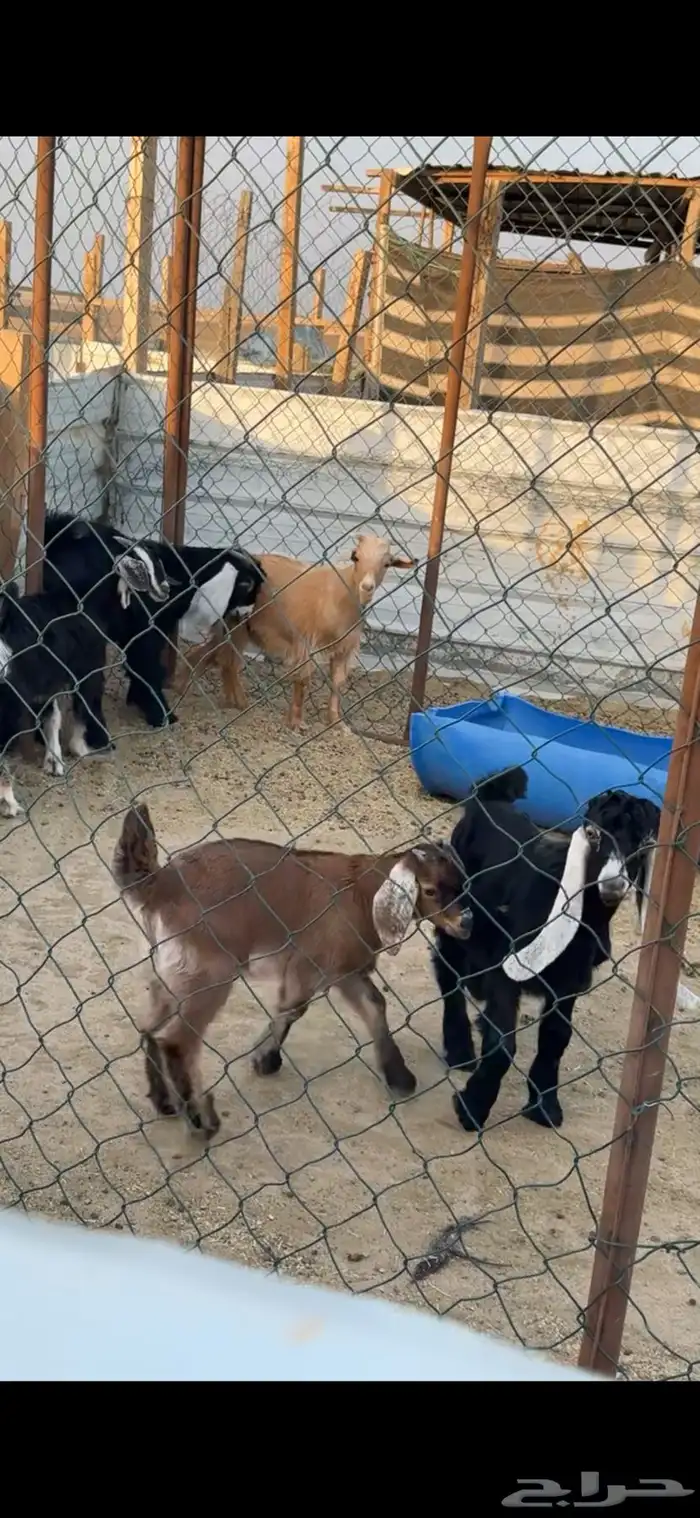 تيوس للبيع 2