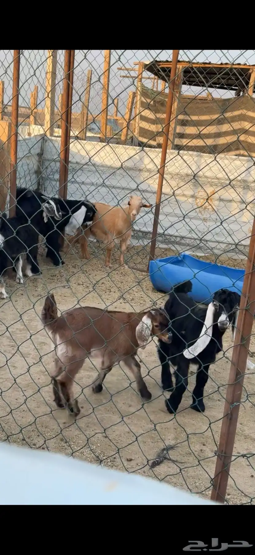 تيوس للبيع 2