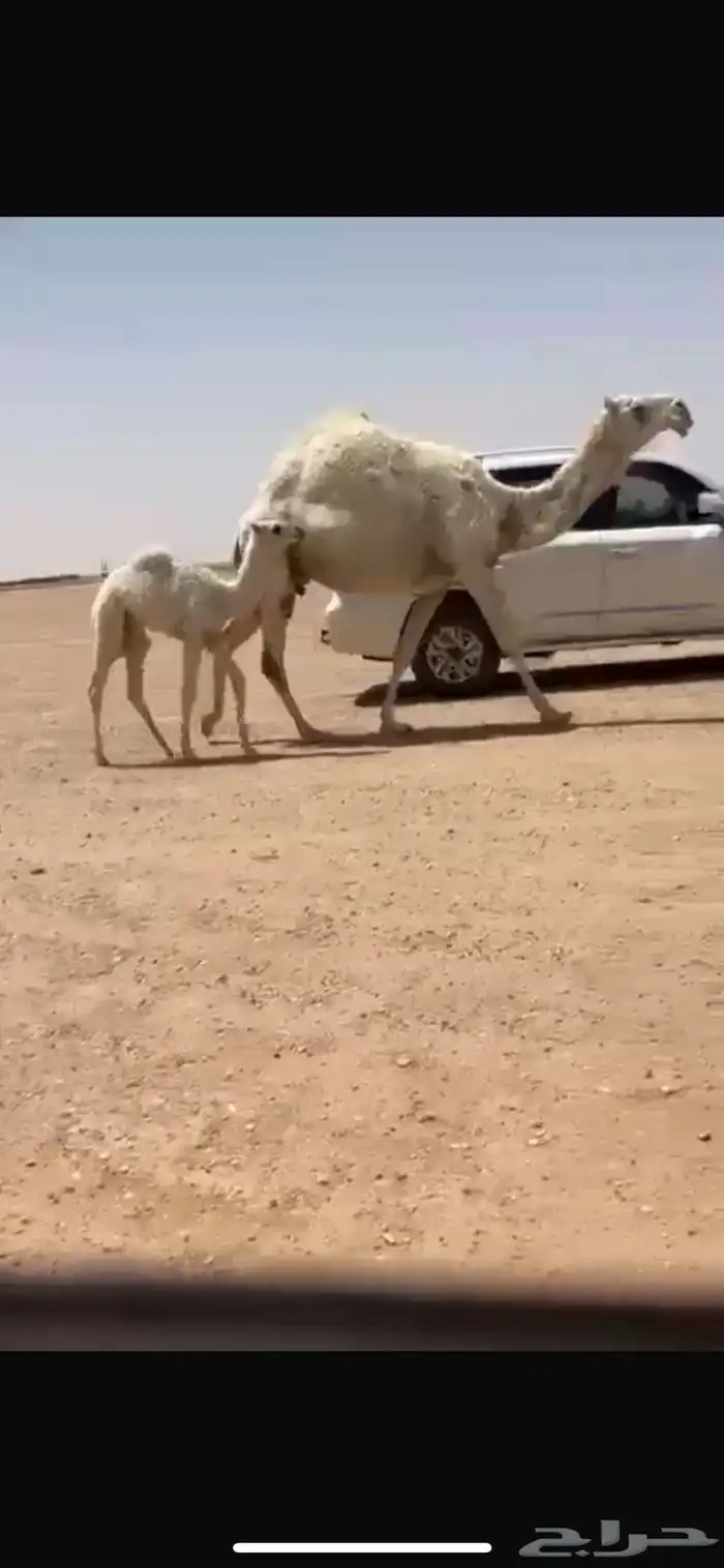 خلفه كفوو 0