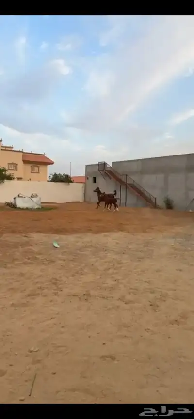 حيوان 3