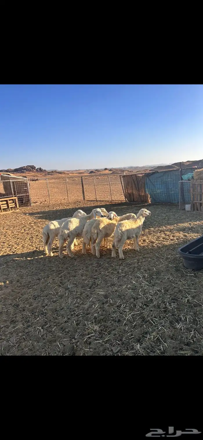 حريات للبيع على السوم 0