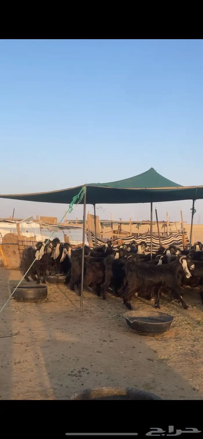 معزا عوارض بفحولها مراح واحد 25