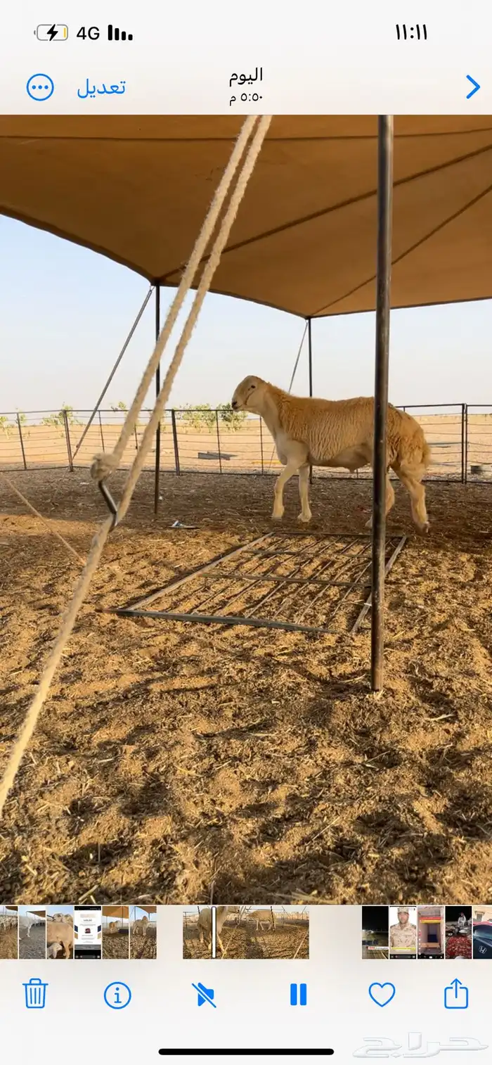 مشروع فحل صنف 1