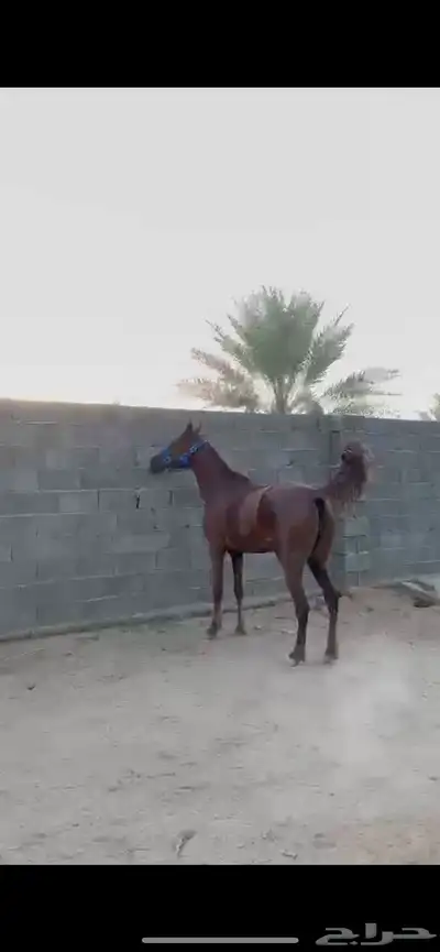 حيوان 1