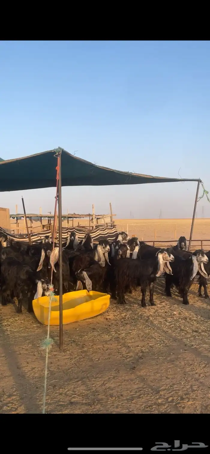 معزا عوارض بفحولها مراح واحد 7