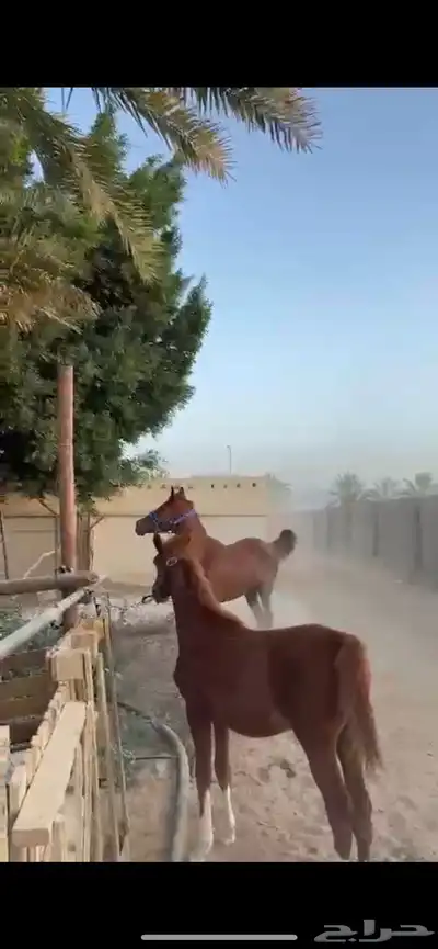 حيوان 2