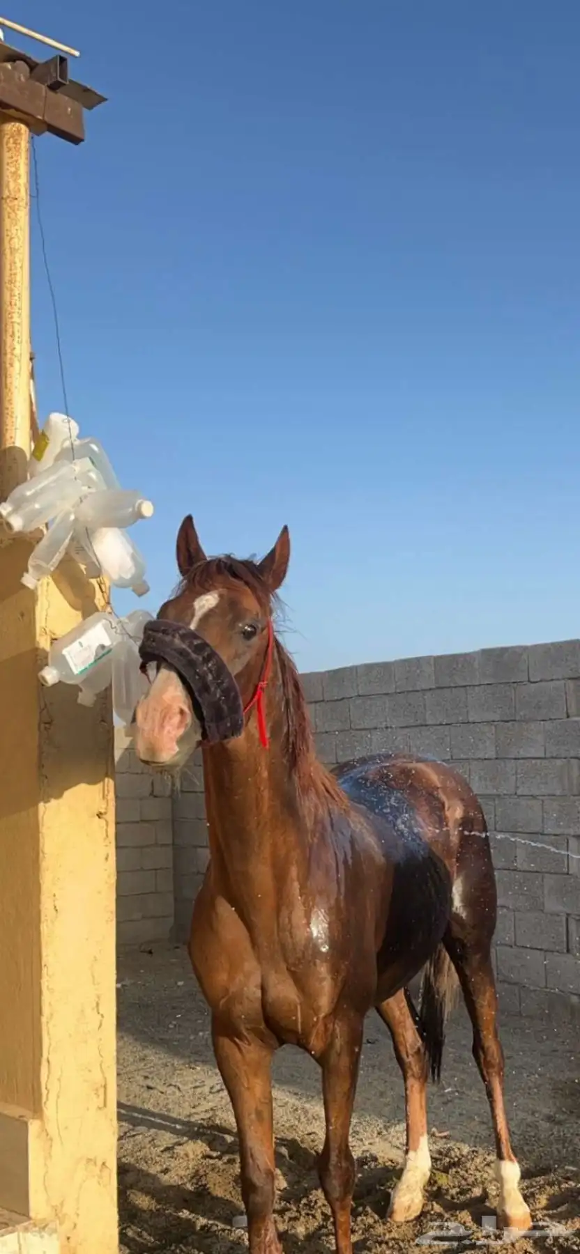 خيل 4
