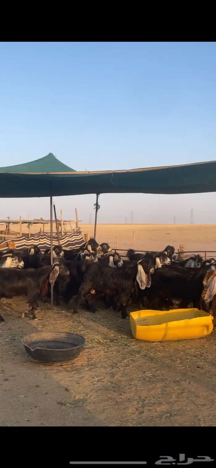 معزا عوارض بفحولها مراح واحد 26