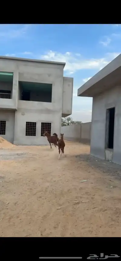 حيوان 4