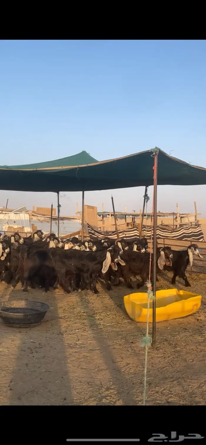 معزا عوارض بفحولها مراح واحد 32