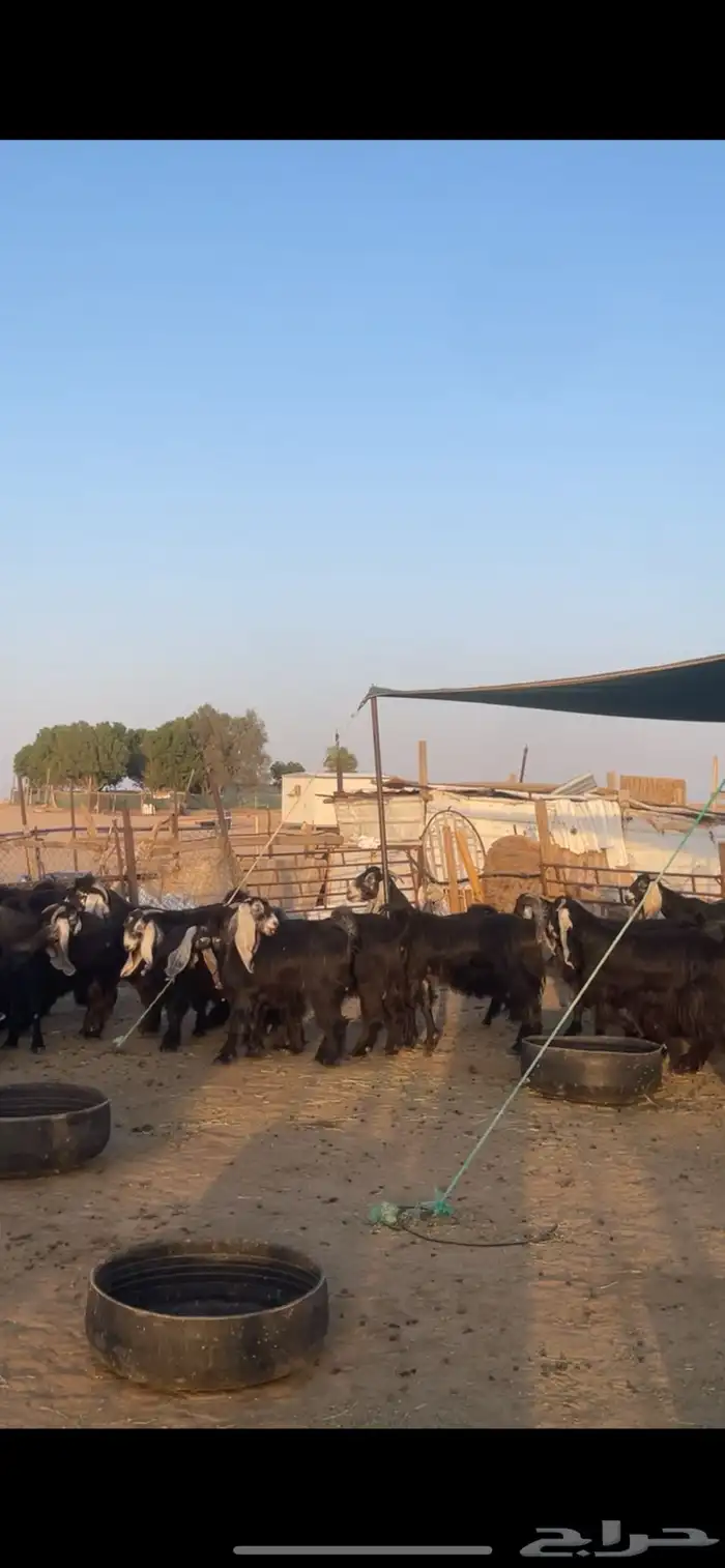 معزا عوارض بفحولها مراح واحد 22