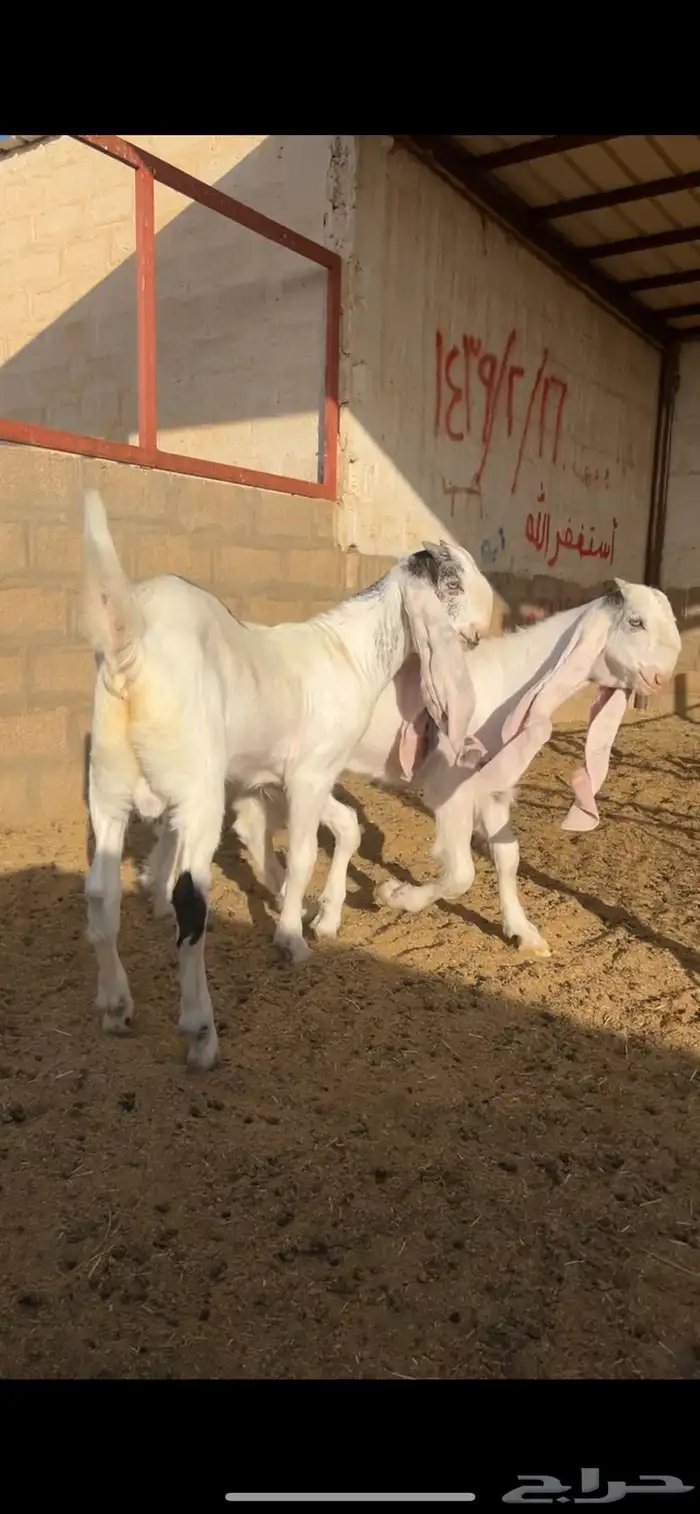 تيوس 0