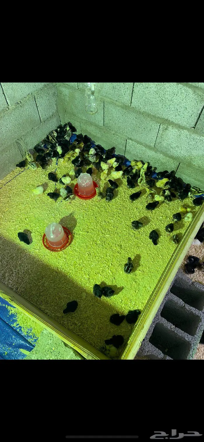 صوص بلدي للبيع 0