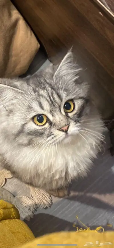 قط ه مفقوده ف دمج من شهرين تقريا 3