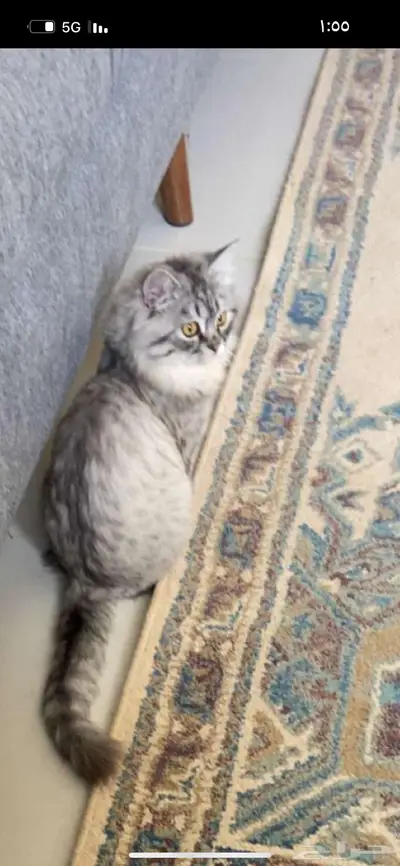 قط ه مفقوده ف دمج من شهرين تقريا 4