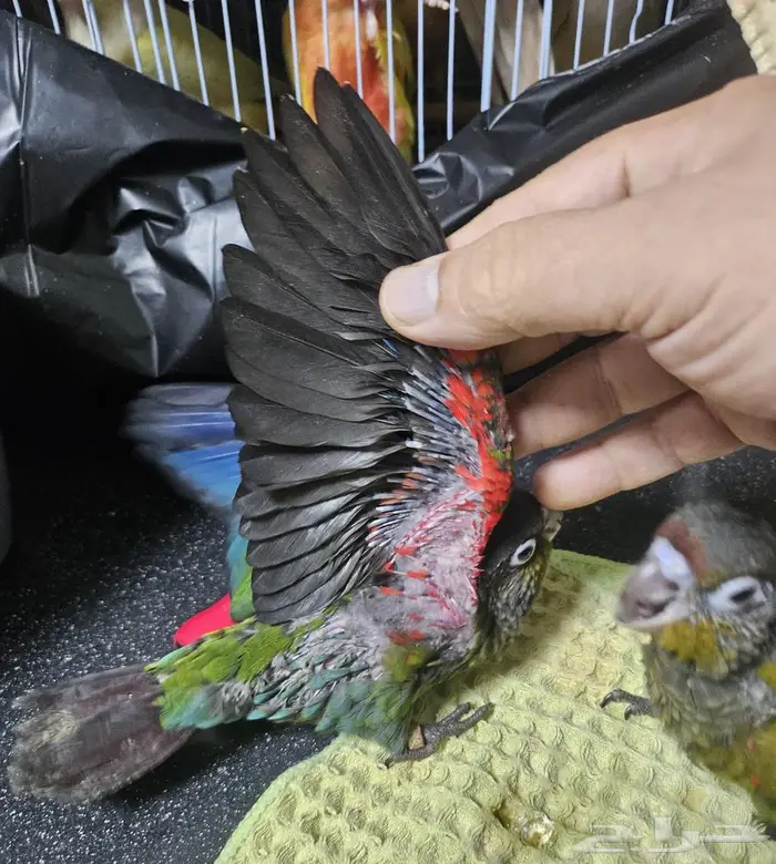 جوز كريمسون تحته 5 فروخ 2