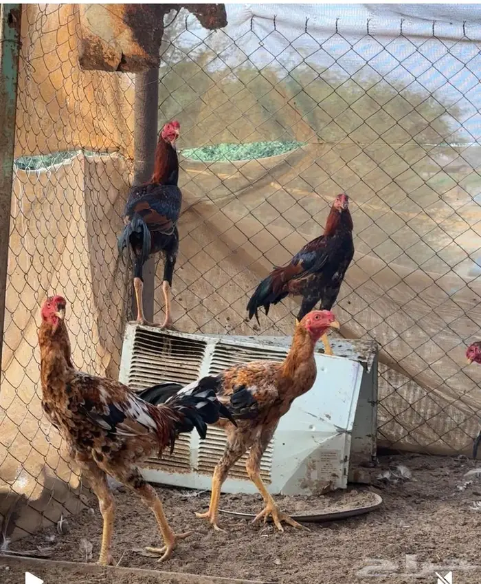 ديك باكستاني 1