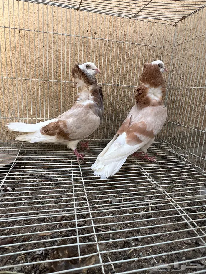 حمام زينه 6