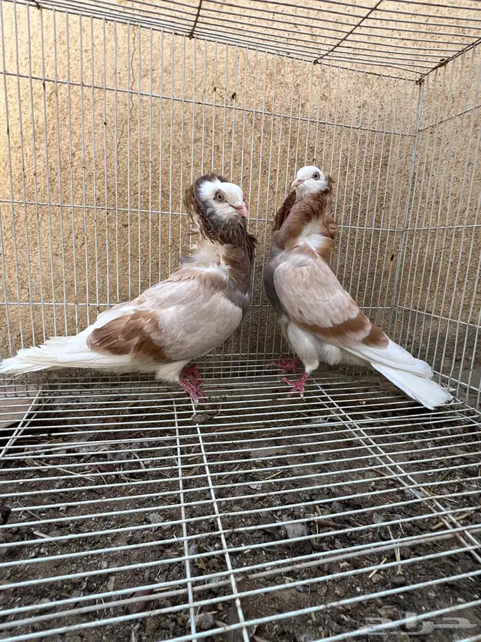 حمام زينه 0