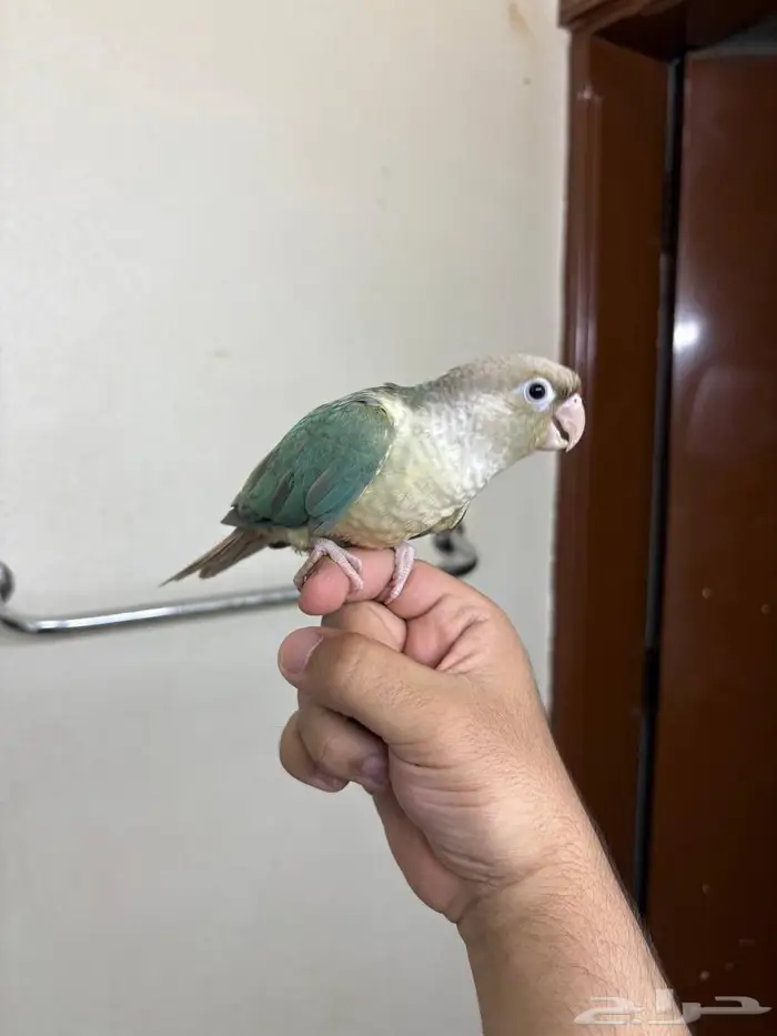 فرخ كنيور ازرق هدد 3