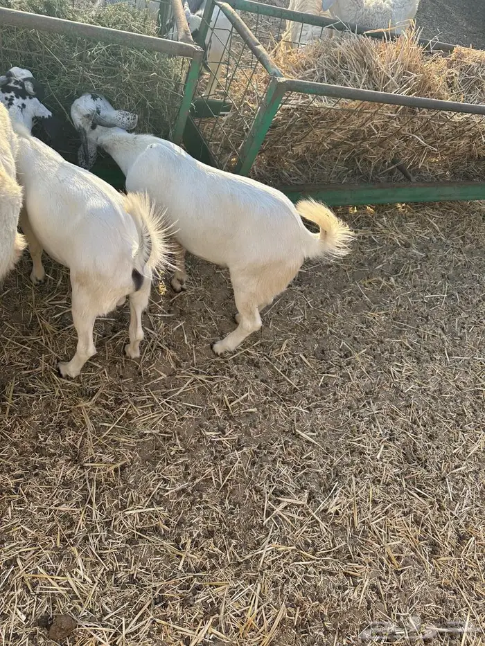 تيوس مندي لبانية 2