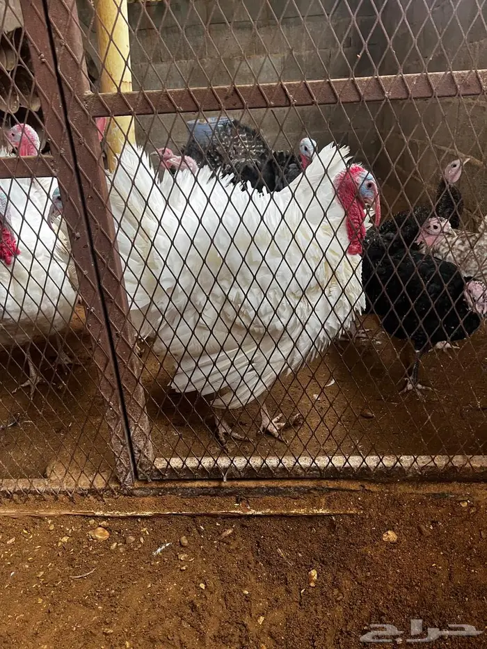 ديك رومي مذبوح جاهز 0